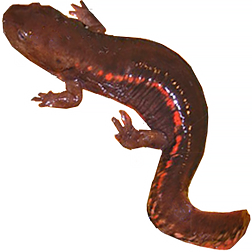 Paddle Tail Newt